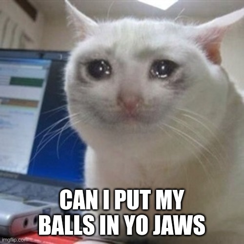 Crying cat | CAN I PUT MY BALLS IN YO JAWS | image tagged in crying cat | made w/ Imgflip meme maker
