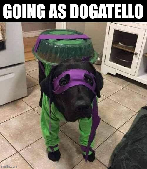 GOING AS DOGATELLO | image tagged in dogs | made w/ Imgflip meme maker
