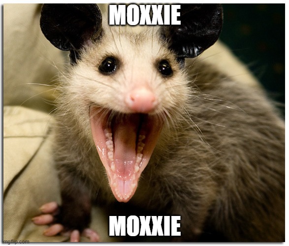 Awesome Possum | MOXXIE; MOXXIE | image tagged in awesome possum | made w/ Imgflip meme maker