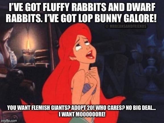bunny galore | @ MRBEANSANDFRIENDS | image tagged in the little mermaid,bunny | made w/ Imgflip meme maker