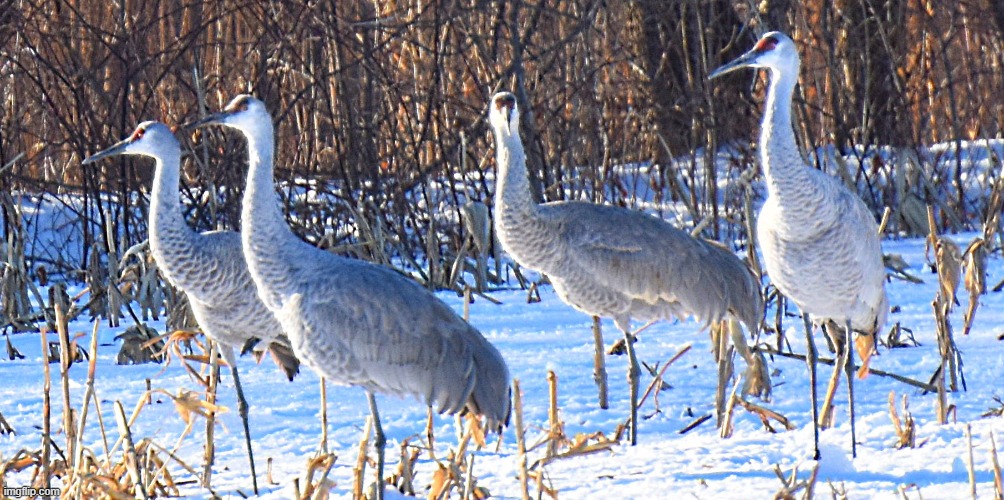 sandhill cranes last winter | made w/ Imgflip meme maker