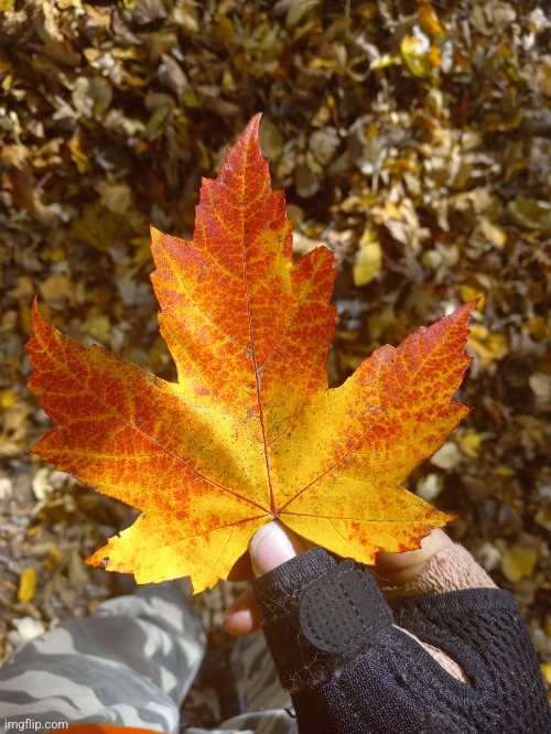 THE PERFECT LEAF | image tagged in fall,autumn leaves,photos | made w/ Imgflip meme maker