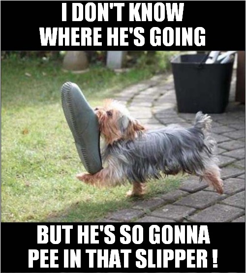 A Purposeful Stride ! | I DON'T KNOW WHERE HE'S GOING; BUT HE'S SO GONNA PEE IN THAT SLIPPER ! | image tagged in dogs,slippers,peeing | made w/ Imgflip meme maker