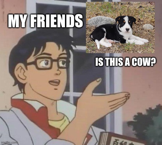 this is my dog when I adopted him | MY FRIENDS; IS THIS A COW? | image tagged in memes,is this a pigeon | made w/ Imgflip meme maker
