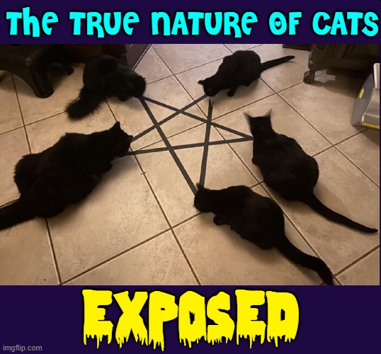 A Happy Black Cat Halloween |  THE TRUE NATURE OF CATS; EXPOSED | image tagged in vince vance,cats,memes,black cat,funny cat memes,meow | made w/ Imgflip meme maker