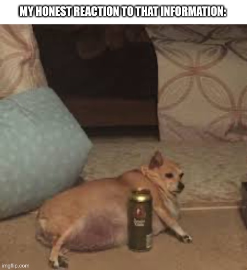 Lazy dog | MY HONEST REACTION TO THAT INFORMATION: | image tagged in lazy dog | made w/ Imgflip meme maker