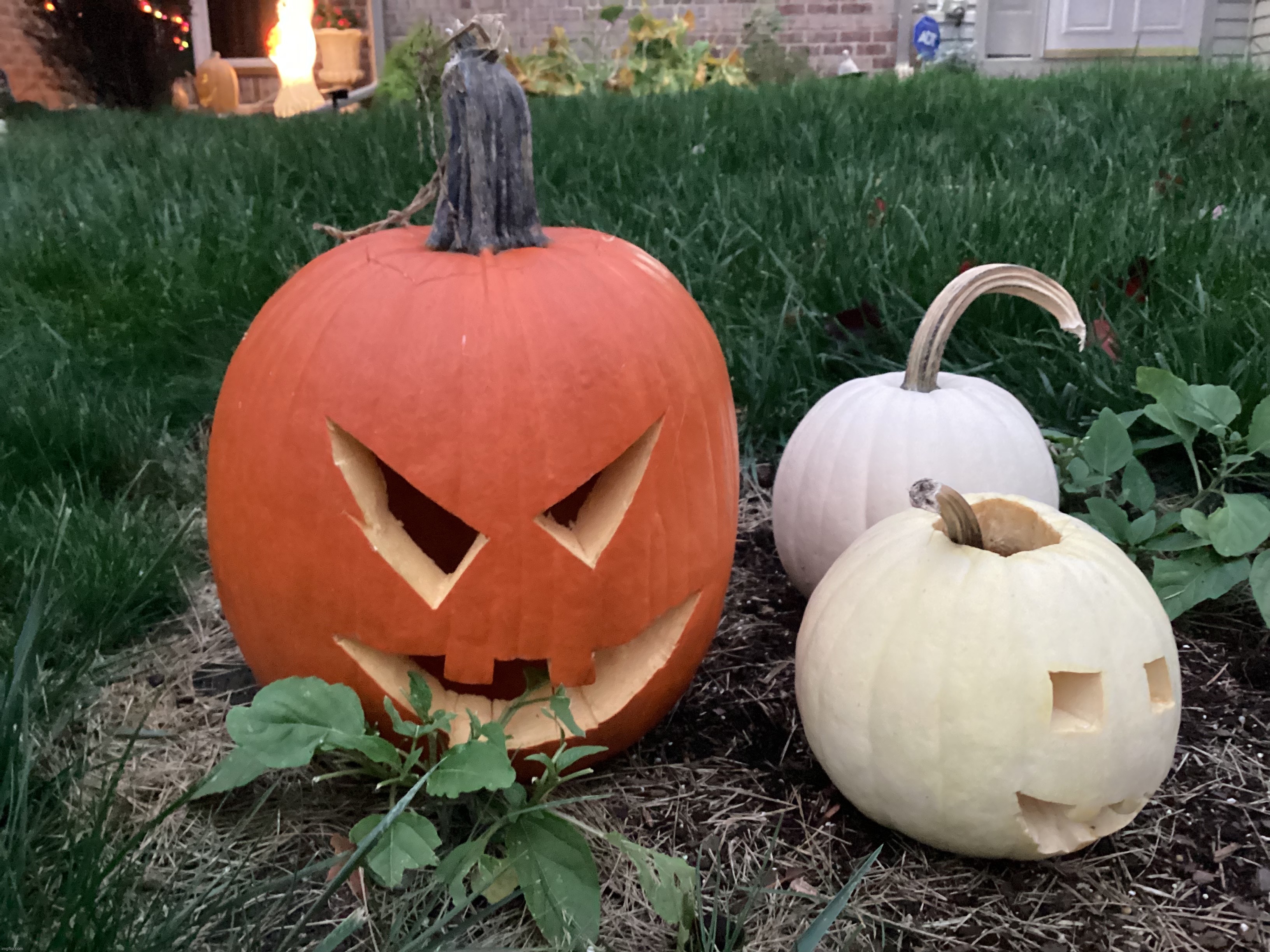 My neighbor’s pumpkins | image tagged in share your own photos | made w/ Imgflip meme maker