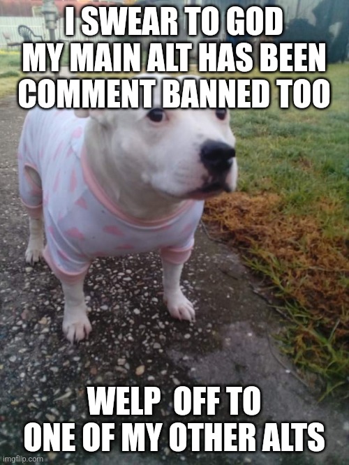 High quality Huh Dog | I SWEAR TO GOD MY MAIN ALT HAS BEEN COMMENT BANNED TOO; WELP  OFF TO ONE OF MY OTHER ALTS | image tagged in high quality huh dog | made w/ Imgflip meme maker