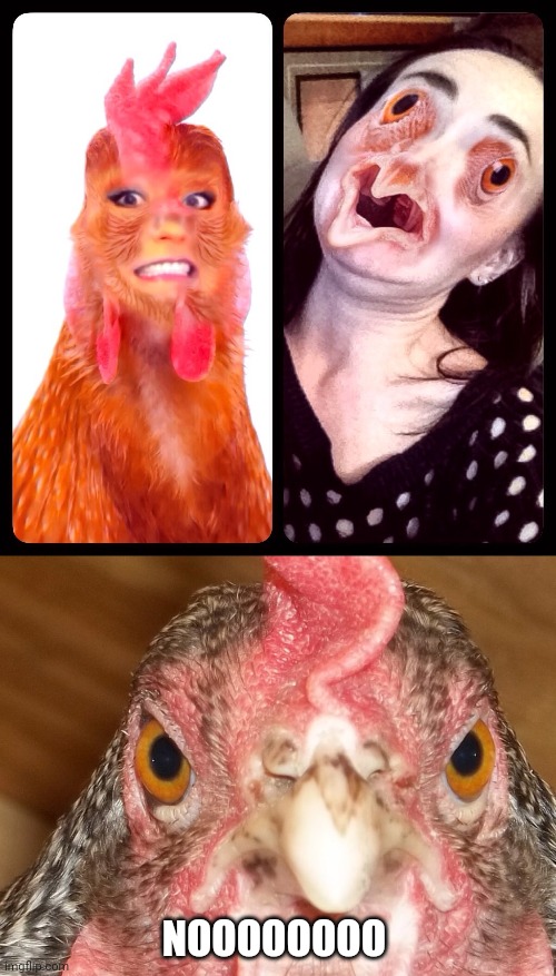 Cursed swap | NOOOOOOOO | image tagged in angry chicken,face swap,cursed image,memes,meme,face | made w/ Imgflip meme maker