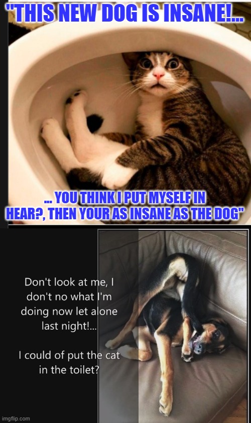 Cat and Dog love | "THIS NEW DOG IS INSANE!... ... YOU THINK I PUT MYSELF IN HEAR?, THEN YOUR AS INSANE AS THE DOG" | image tagged in cats and dogs | made w/ Imgflip meme maker