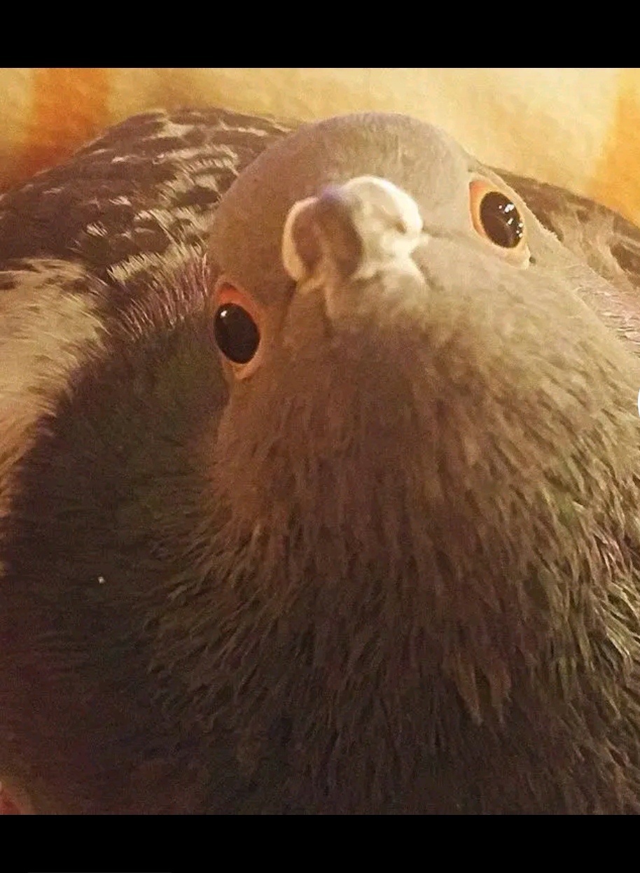 Kiedy dowiesz się Blank Meme Template