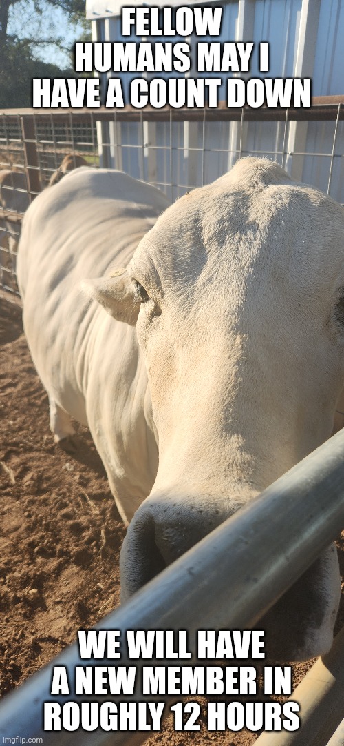 Gow. (Gay cow) | FELLOW HUMANS MAY I HAVE A COUNT DOWN; WE WILL HAVE A NEW MEMBER IN ROUGHLY 12 HOURS | made w/ Imgflip meme maker