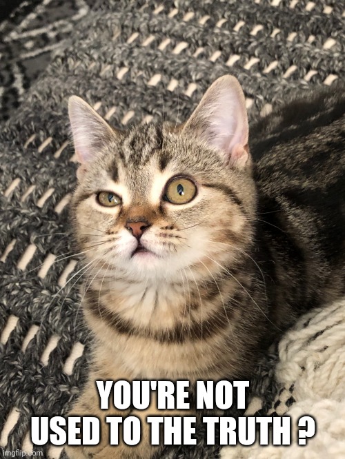 Wtf cat | YOU'RE NOT USED TO THE TRUTH ? | image tagged in wtf cat | made w/ Imgflip meme maker