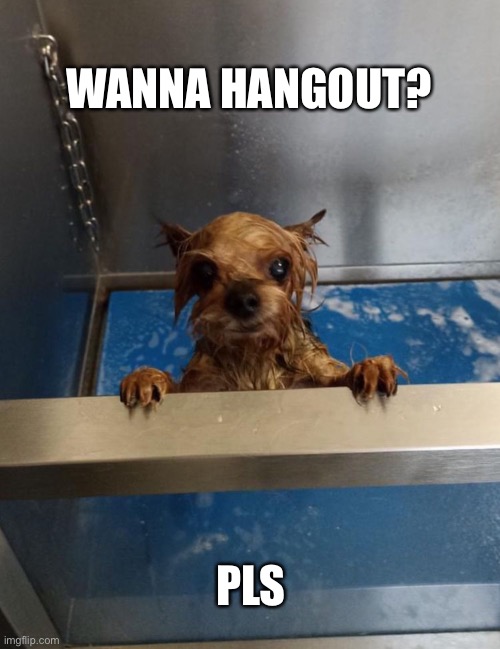 ??? | WANNA HANGOUT? PLS | image tagged in dog | made w/ Imgflip meme maker