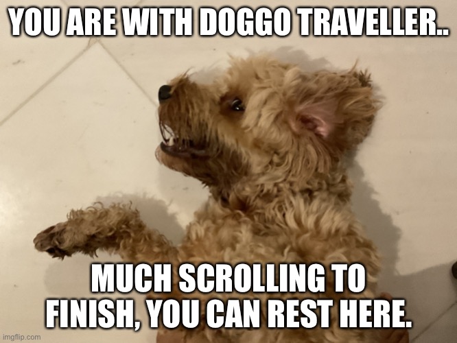 doggo | YOU ARE WITH DOGGO TRAVELLER.. MUCH SCROLLING TO FINISH, YOU CAN REST HERE. | image tagged in doggo | made w/ Imgflip meme maker