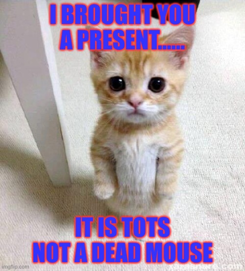 Cute Cat | I BROUGHT YOU A PRESENT...... IT IS TOTS NOT A DEAD MOUSE | image tagged in memes,cute cat | made w/ Imgflip meme maker