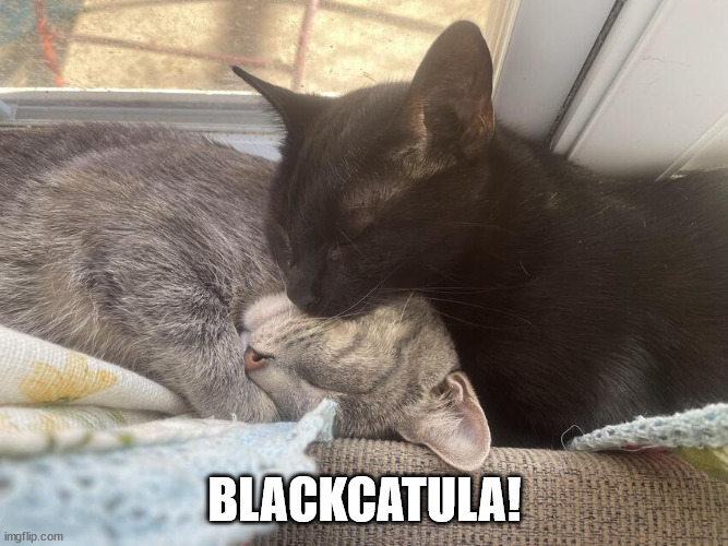 Blackcatula! |  BLACKCATULA! | image tagged in halloween,cat,funny cat memes,oh no black cat,cat meme,caturday | made w/ Imgflip meme maker
