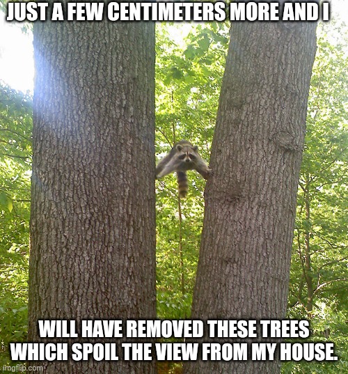 Racoon between trees | JUST A FEW CENTIMETERS MORE AND I; WILL HAVE REMOVED THESE TREES WHICH SPOIL THE VIEW FROM MY HOUSE. | image tagged in racoon between trees | made w/ Imgflip meme maker