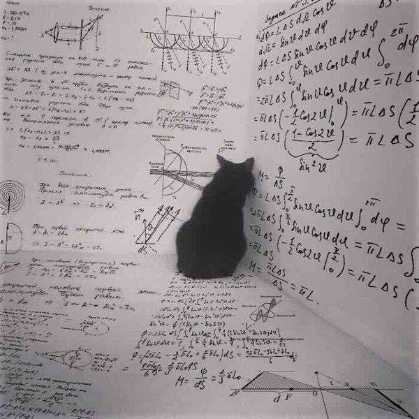 High Quality Cat Math Stress Blank Meme Template