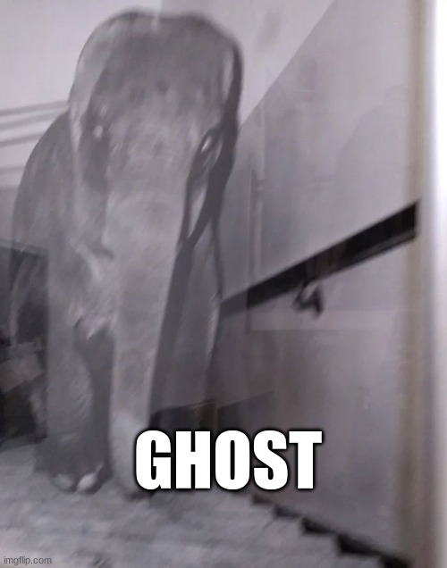 ghost elephant | GHOST | image tagged in help,lol what the hell,yeet | made w/ Imgflip meme maker