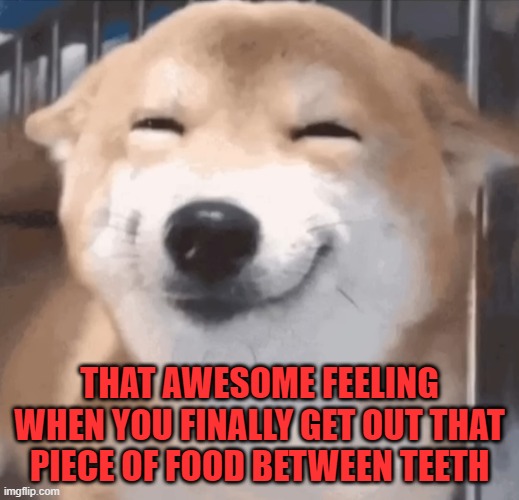 THAT AWESOME FEELING WHEN YOU FINALLY GET OUT THAT PIECE OF FOOD BETWEEN TEETH | image tagged in dogs | made w/ Imgflip meme maker