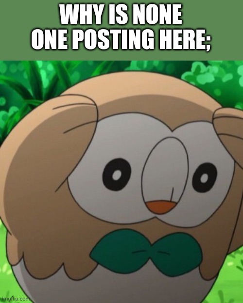 Rowlet Meme Template | WHY IS NONE ONE POSTING HERE; | image tagged in rowlet meme template | made w/ Imgflip meme maker