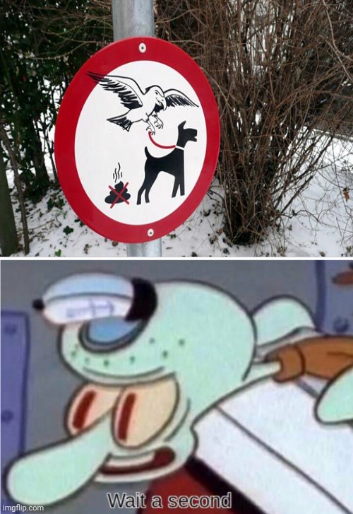 Strange sign | image tagged in squidward wait a second,crow,dog,poop,memes,you had one job | made w/ Imgflip meme maker