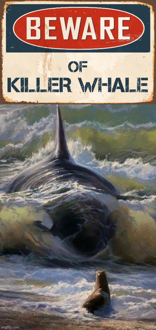 Killer Whale | image tagged in killer whale eats seal,beware,killer whale,whale,memes,funny signs | made w/ Imgflip meme maker