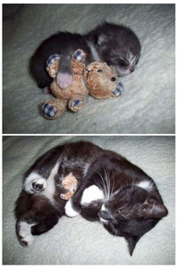 image tagged in cats,kittens,cute,animals