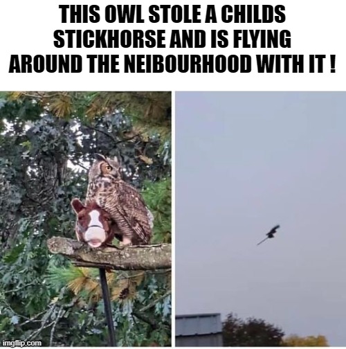 flying stickhorse |  THIS OWL STOLE A CHILDS STICKHORSE AND IS FLYING AROUND THE NEIBOURHOOD WITH IT ! | image tagged in owl,stickhorse,kewlew | made w/ Imgflip meme maker