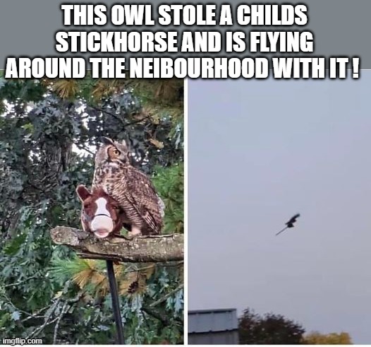flying stickhorse | THIS OWL STOLE A CHILDS STICKHORSE AND IS FLYING AROUND THE NEIBOURHOOD WITH IT ! | image tagged in owl,stickhorse,kewlew | made w/ Imgflip meme maker