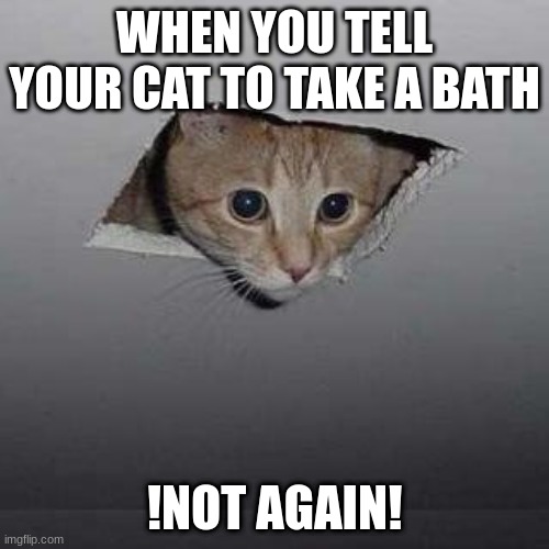 Ceiling Cat Meme | WHEN YOU TELL YOUR CAT TO TAKE A BATH; !NOT AGAIN! | image tagged in memes,ceiling cat | made w/ Imgflip meme maker