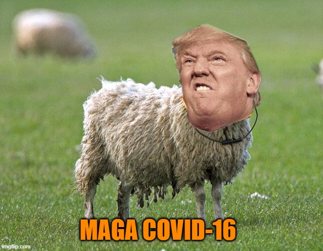 stupid sheep | MAGA COVID-16 | image tagged in stupid sheep | made w/ Imgflip meme maker