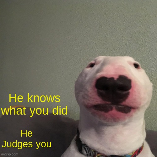 He knows what you did last night | He knows what you did; He Judges you | image tagged in what da dog doing | made w/ Imgflip meme maker