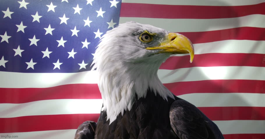 Bald Eagle with American Flag | image tagged in bald eagle with american flag | made w/ Imgflip meme maker