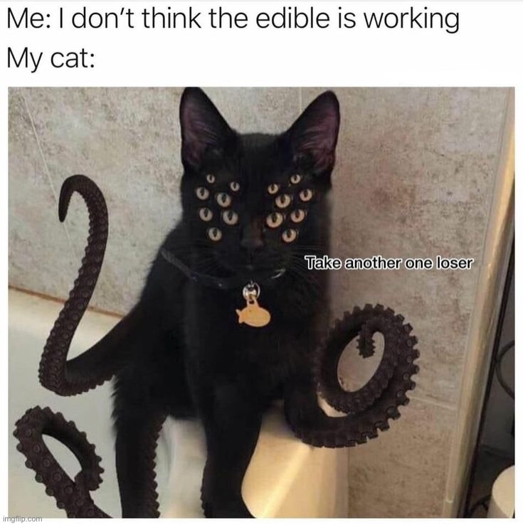 Spooky cat! | image tagged in memes,funny | made w/ Imgflip meme maker