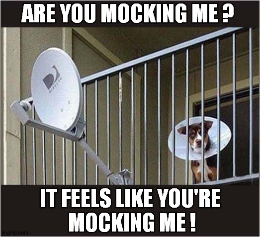The Cone Of Confusion ! | ARE YOU MOCKING ME ? IT FEELS LIKE YOU'RE
 MOCKING ME ! | image tagged in dogs,dish,cone of shame,mocking | made w/ Imgflip meme maker