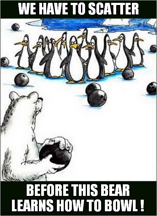 Bowling For Penguins | WE HAVE TO SCATTER; BEFORE THIS BEAR LEARNS HOW TO BOWL ! | image tagged in penguins,bear,bowling | made w/ Imgflip meme maker