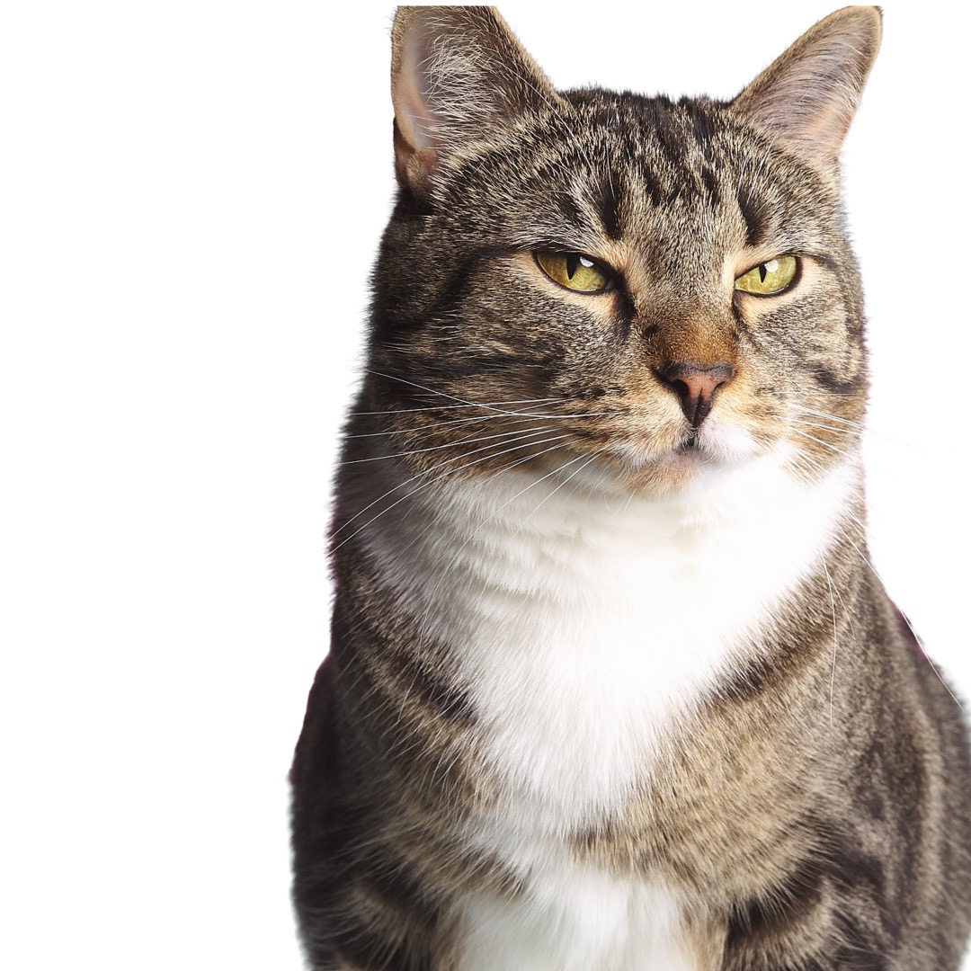 High Quality Judgy cat Blank Meme Template