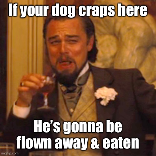 Laughing Leo Meme | If your dog craps here He’s gonna be flown away & eaten | image tagged in memes,laughing leo | made w/ Imgflip meme maker