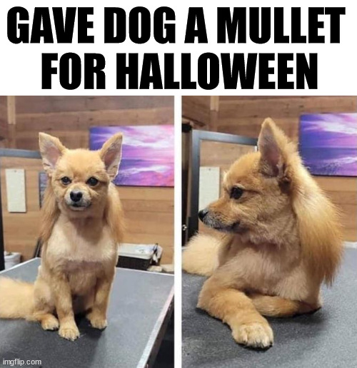 GAVE DOG A MULLET 
FOR HALLOWEEN | image tagged in dogs | made w/ Imgflip meme maker