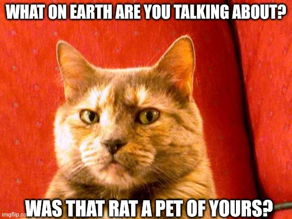 Suspicious Cat | WHAT ON EARTH ARE YOU TALKING ABOUT? WAS THAT RAT A PET OF YOURS? | image tagged in memes,suspicious cat | made w/ Imgflip meme maker