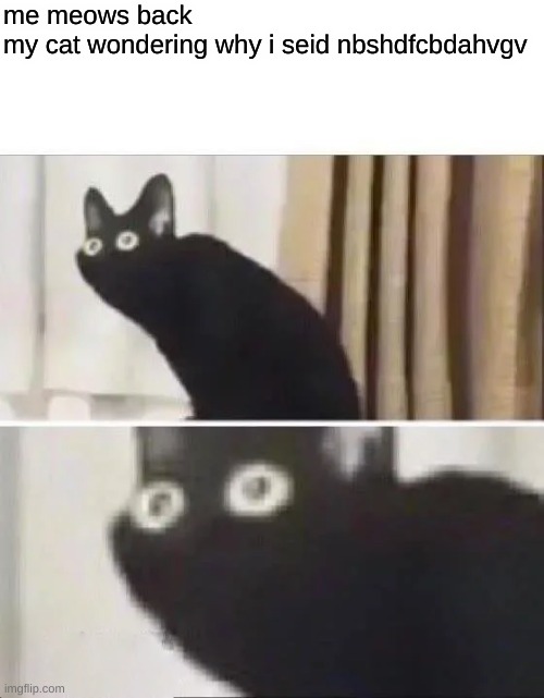 Oh No Black Cat | me meows back  
my cat wondering why i seid nbshdfcbdahvgv | image tagged in oh no black cat | made w/ Imgflip meme maker