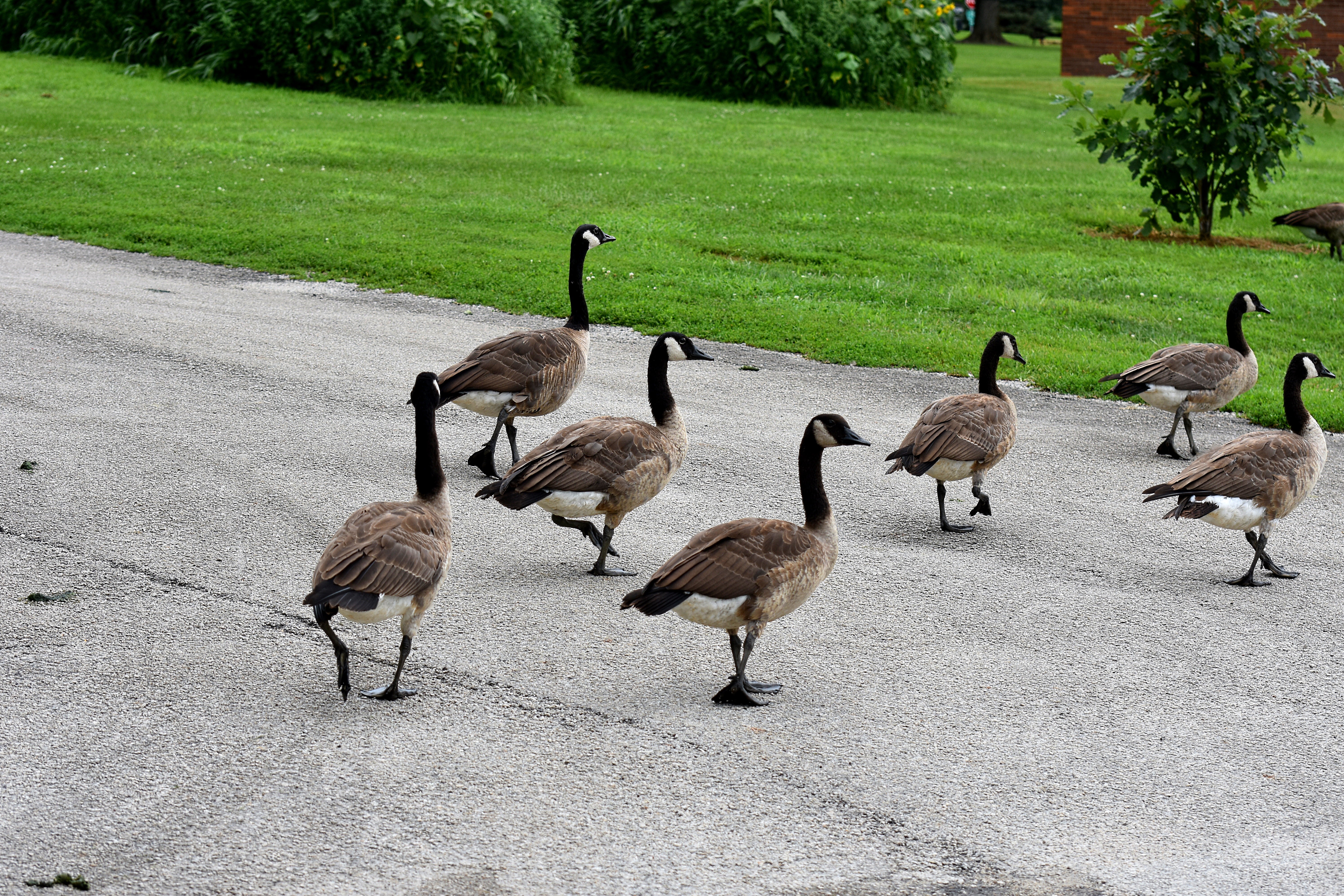 geese | made w/ Imgflip meme maker