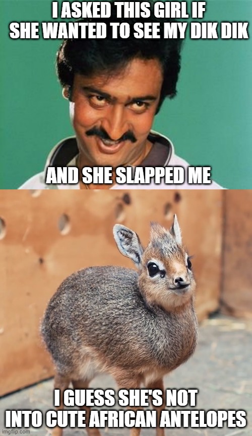 Dik Dik | I ASKED THIS GIRL IF SHE WANTED TO SEE MY DIK DIK; AND SHE SLAPPED ME; I GUESS SHE'S NOT INTO CUTE AFRICAN ANTELOPES | image tagged in pervert look,awkward dik dik | made w/ Imgflip meme maker