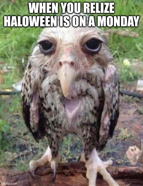 meme | WHEN YOU RELIZE HALOWEEN IS ON A MONDAY | image tagged in funny memes | made w/ Imgflip meme maker