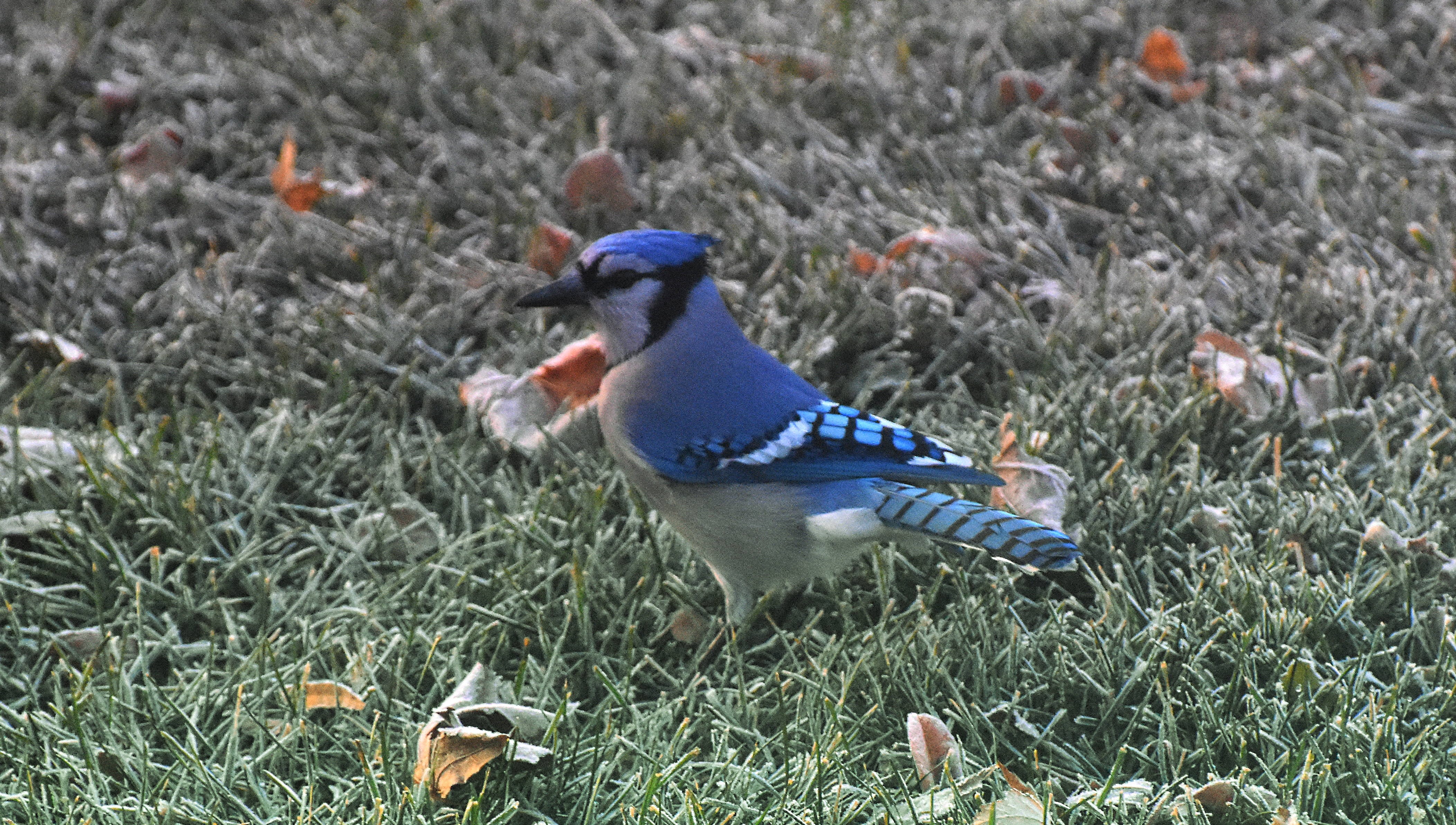 blue jay | image tagged in blue jay,kewlew | made w/ Imgflip meme maker