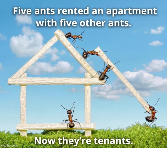 Tenants | image tagged in ants,puns,bad pun | made w/ Imgflip meme maker