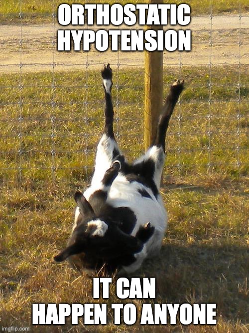 Fainting Goat | ORTHOSTATIC HYPOTENSION; IT CAN HAPPEN TO ANYONE | image tagged in fainting goat | made w/ Imgflip meme maker