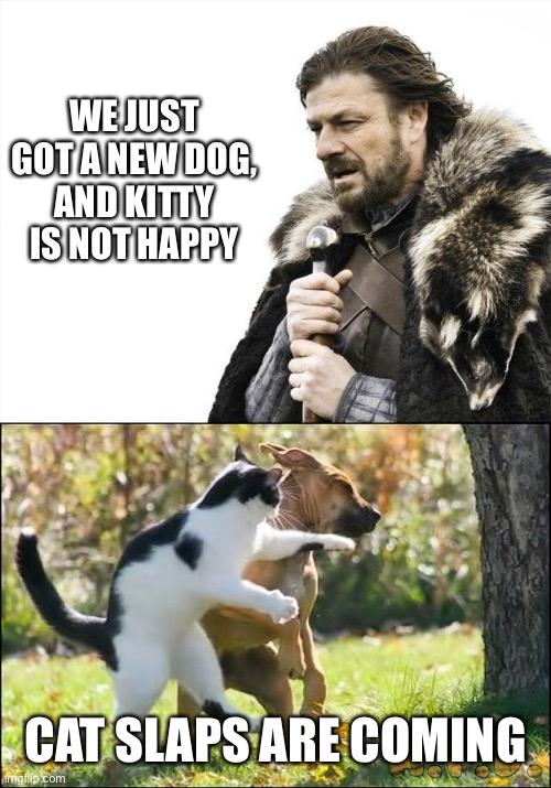 WE JUST GOT A NEW DOG,
AND KITTY IS NOT HAPPY; CAT SLAPS ARE COMING | image tagged in memes,brace yourselves x is coming,cat slap dog | made w/ Imgflip meme maker